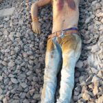 पत्नि ने अपने मामा के साथ मिलकर तलवार से काट दी अपने पति का सिर, धड़ को फेका रेल्वे लाइ्रन पर सिर का दफना दिया जमींन में , दिलदहला देने वाली कहानी हत्या की