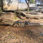 बलौदाबाजार जिला के ग्राम हरदी के निस्तारी तालाब में फंसे मगरमच्छ का सफल रेस्क्यू, जंगल सफारी नवा रायपुर में छोड़ा गया सुरक्षित